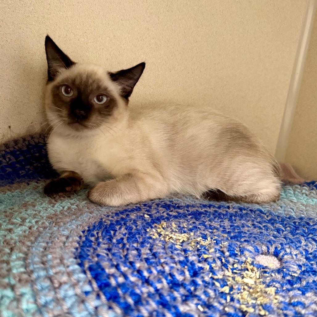 Enlarge Tourmaline, a Adoptable Snowshoe in Great Falls, MT image 4/5