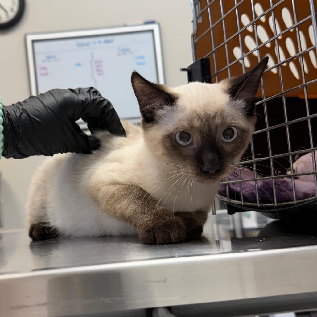 Enlarge Tourmaline, a Adoptable Snowshoe in Great Falls, MT image 5/5