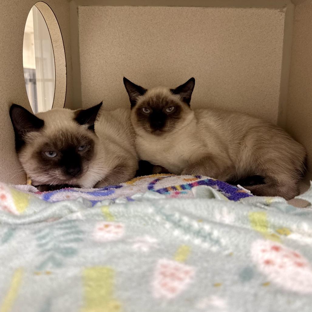 Enlarge Tourmaline, a Adoptable Snowshoe in Great Falls, MT image 6/6