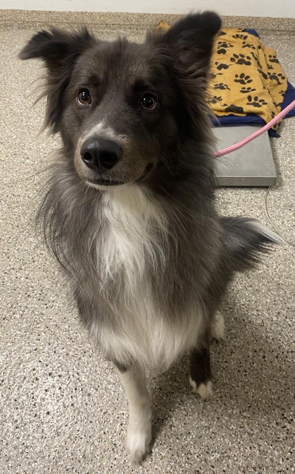 Enlarge Bandit, a Adoptable mixed breed in Vancouver, WA image 1/2