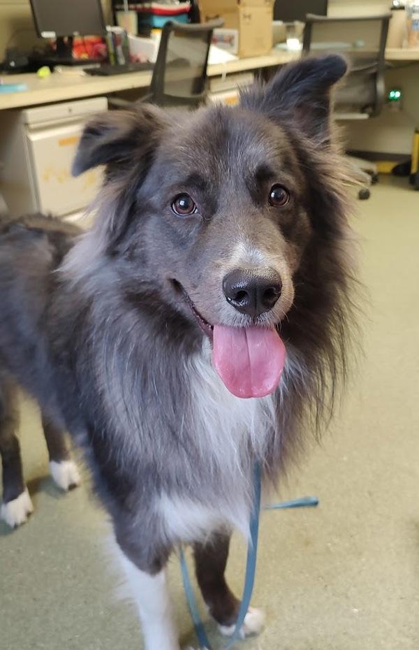 Enlarge Bandit, a Adoptable mixed breed in Vancouver, WA image 2/2