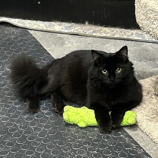 Griffin, Adoptable, Adult Male Domestic Medium Hair.