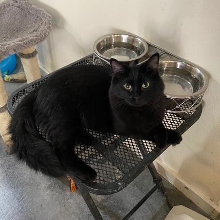 Griffin, a Adoptable Domestic Medium Hair in Devils Lake, ND image 1/6