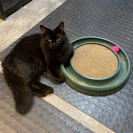 Griffin, a Adoptable Domestic Medium Hair in Devils Lake, ND image 2/6