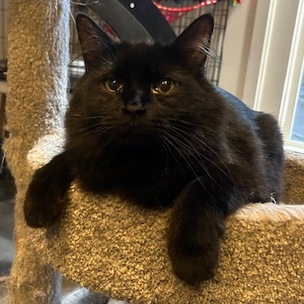 Griffin, a Adoptable Domestic Medium Hair in Devils Lake, ND image 4/6