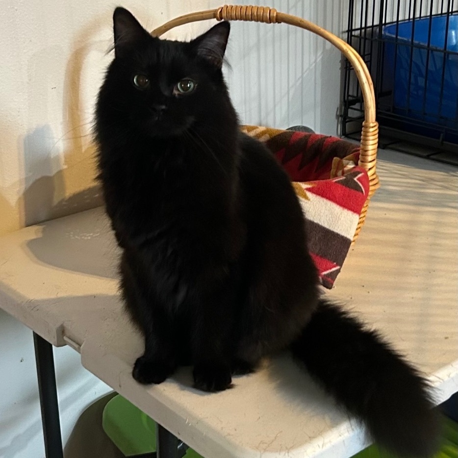 Griffin, a Adoptable Domestic Medium Hair in Devils Lake, ND image 5/6