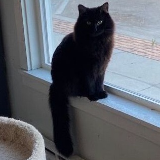 Griffin, a Adoptable Domestic Medium Hair in Devils Lake, ND image 6/6