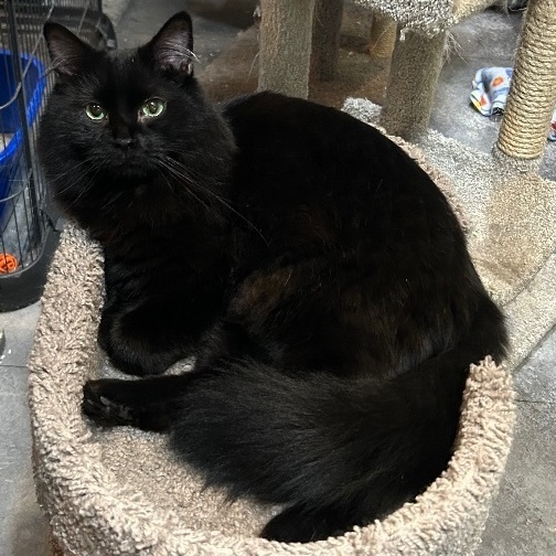 Griffin, a Adoptable Domestic Medium Hair in Devils Lake, ND image 3/6