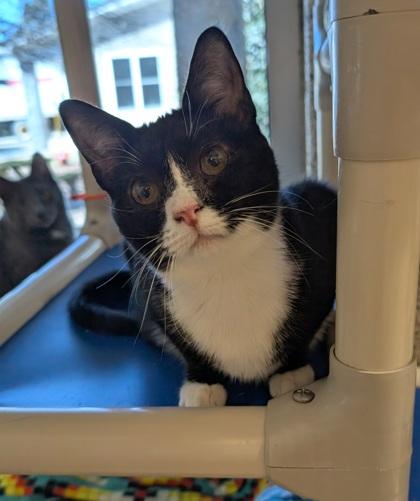 Rider 59439, Adoptable, Young Female Domestic Short Hair & Domestic Short Hair.