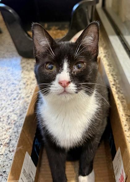 Rider 59439, Adoptable, Young Female Domestic Short Hair & Domestic Short Hair.