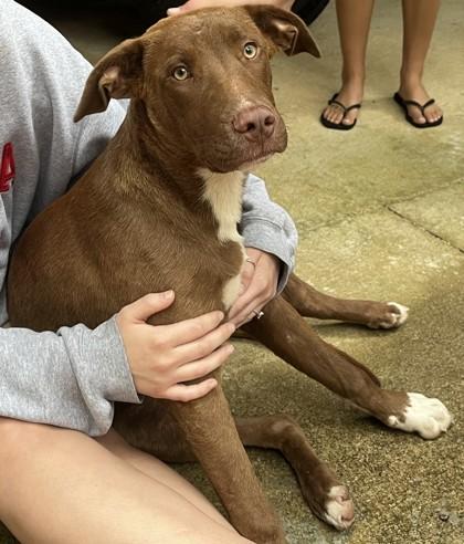 Enlarge Grimm, a Adoptable mixed breed in Blue Ridge, GA image 1/3
