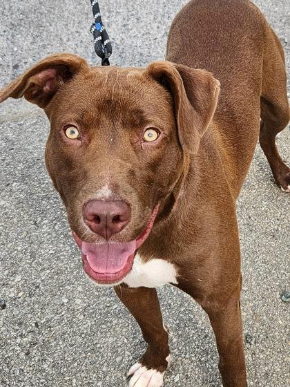 Enlarge Grimm, a Adoptable mixed breed in Blue Ridge, GA image 2/3