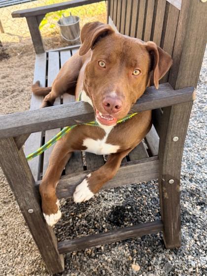Enlarge Grimm, a Adoptable mixed breed in Blue Ridge, GA image 3/3