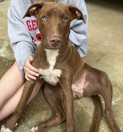 Enlarge Grimm, a Adoptable mixed breed in Blue Ridge, GA image 3/3
