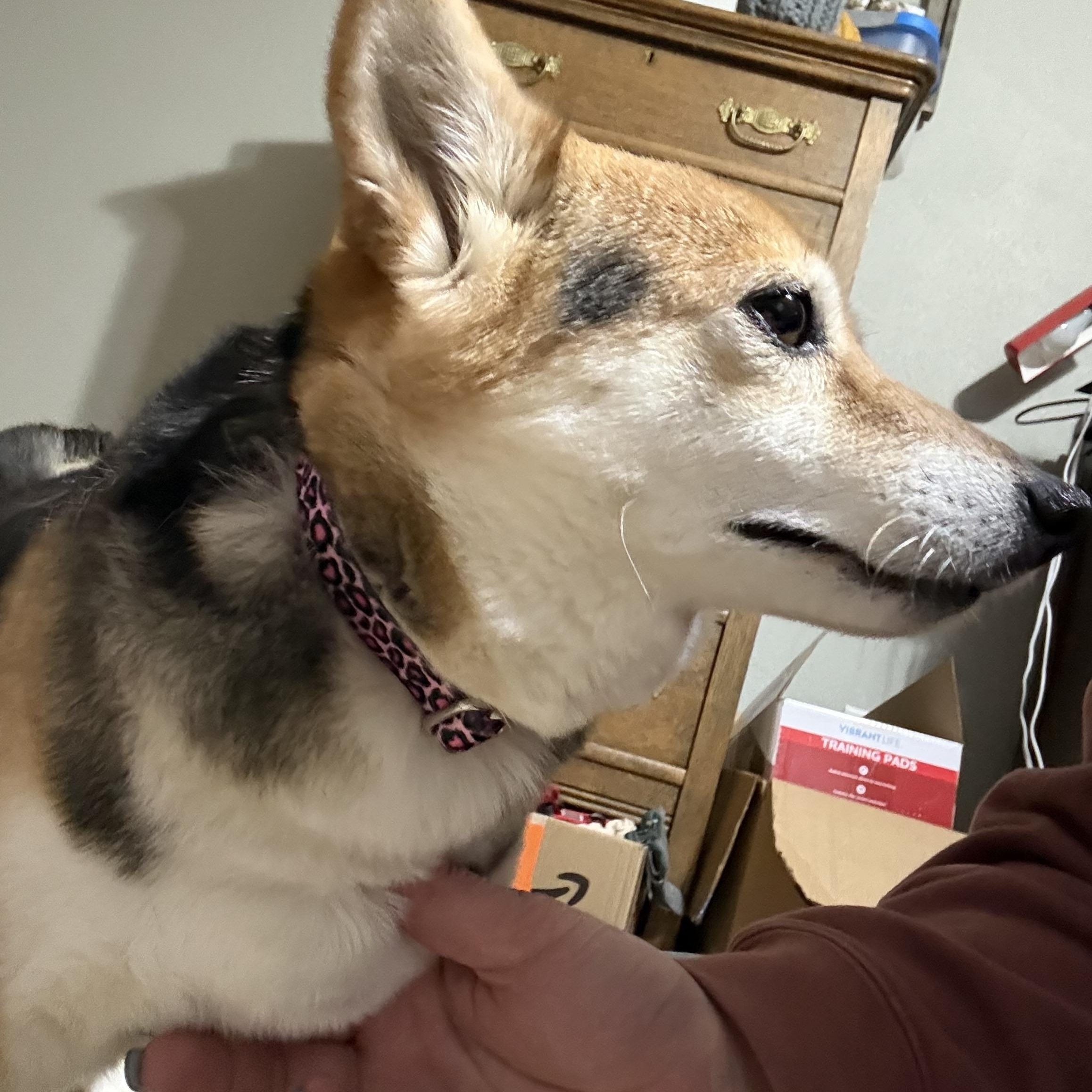Holly, a ADOPTABLE Shiba Inu in Davenport, IA image 5/6
