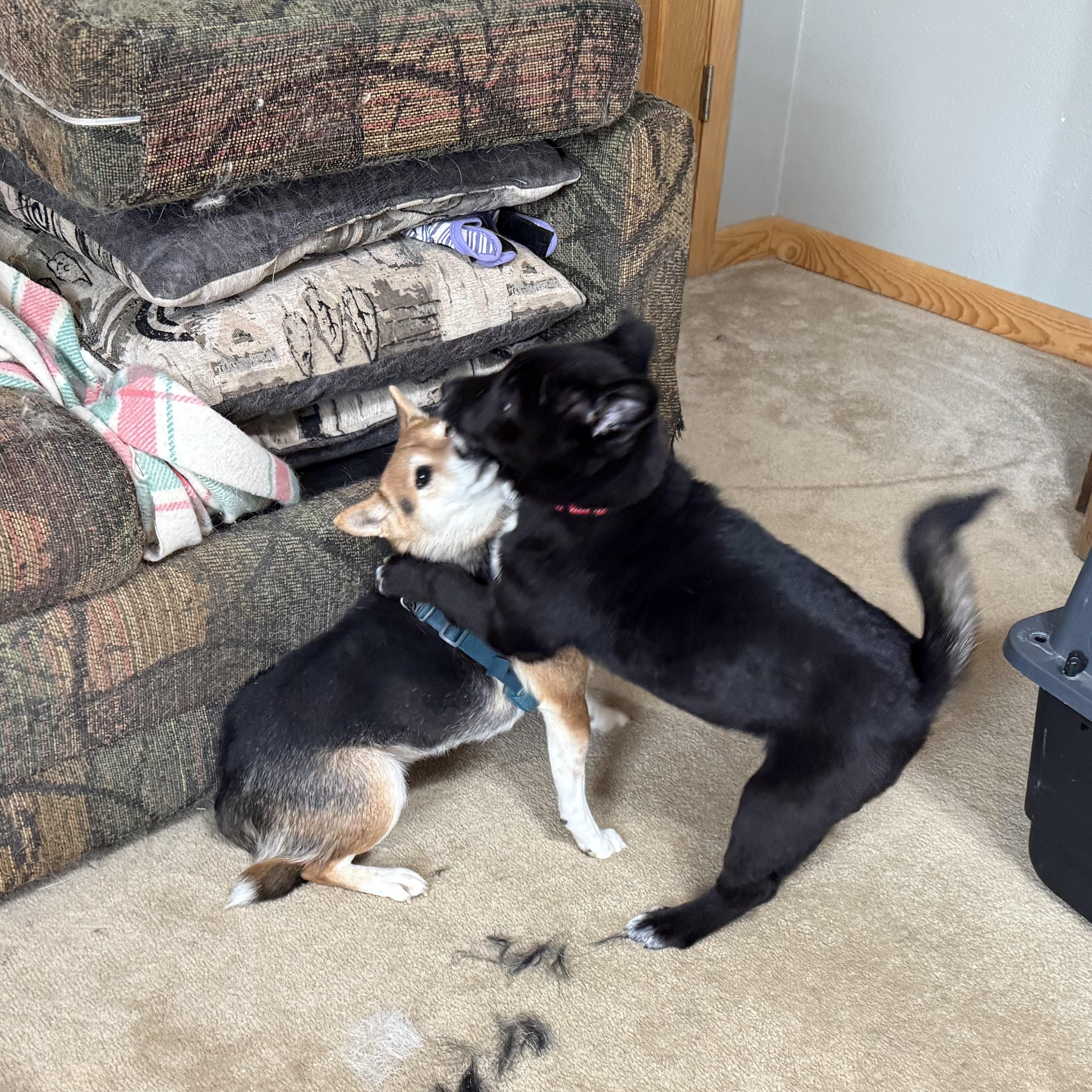 Holly, a ADOPTABLE Shiba Inu in Davenport, IA image 4/6