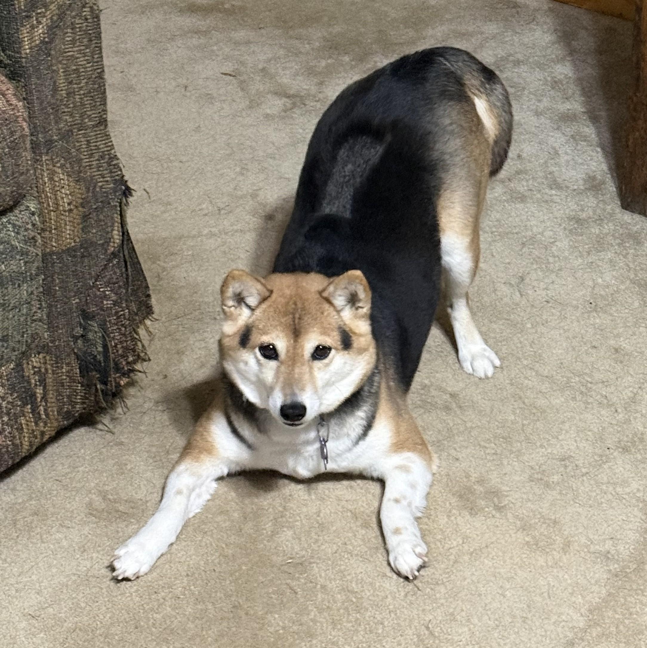 Holly, a ADOPTABLE Shiba Inu in Davenport, IA image 2/6