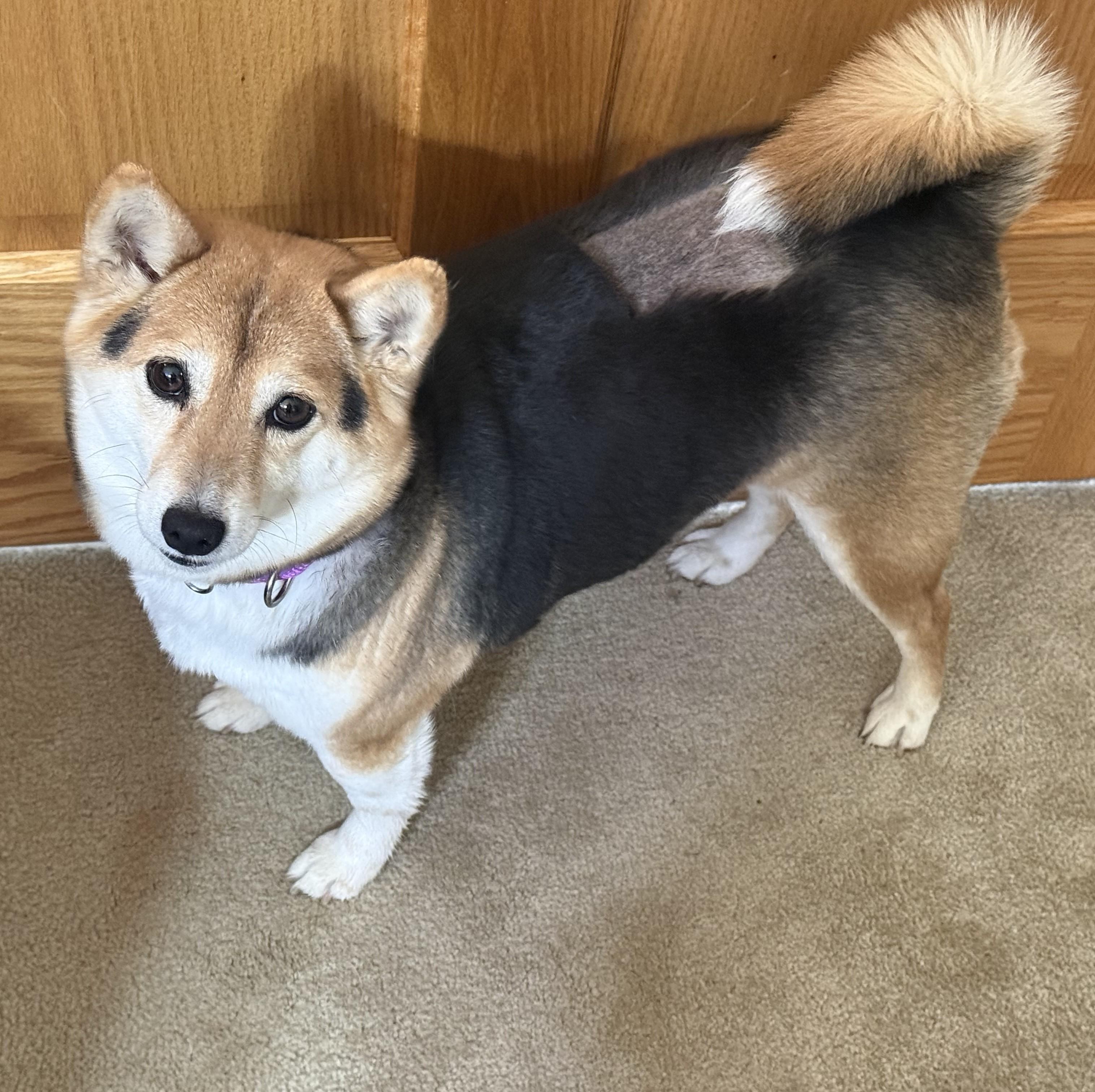 Holly, ADOPTABLE, Adult Female Shiba Inu.