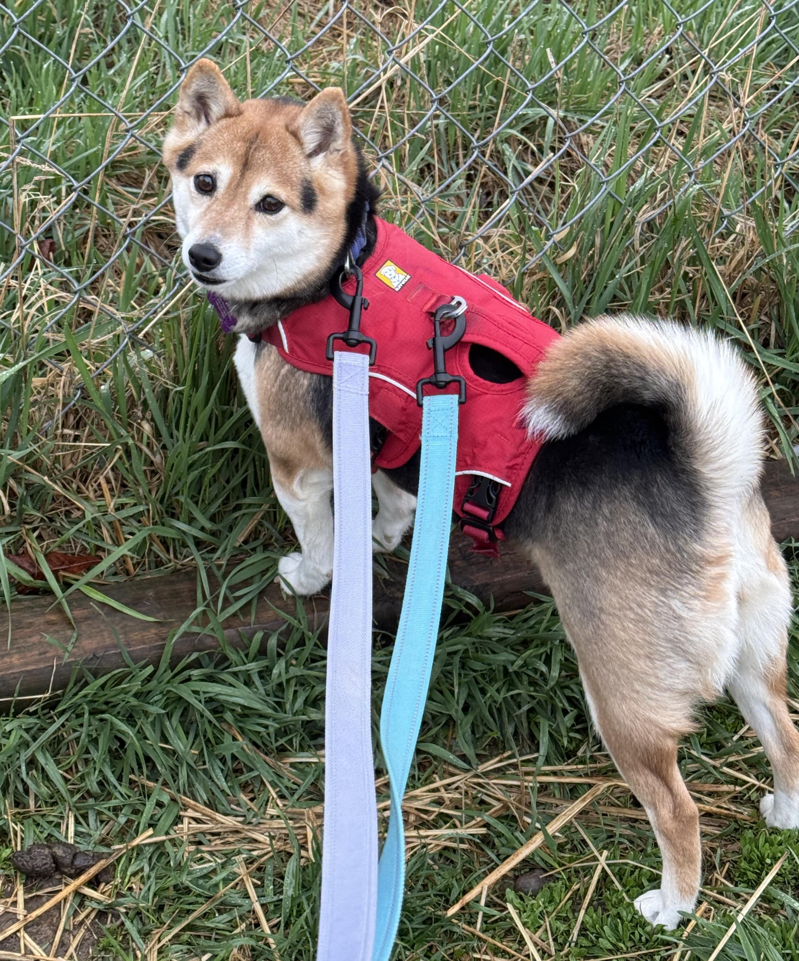 Holly, a ADOPTABLE Shiba Inu in Davenport, IA image 3/6