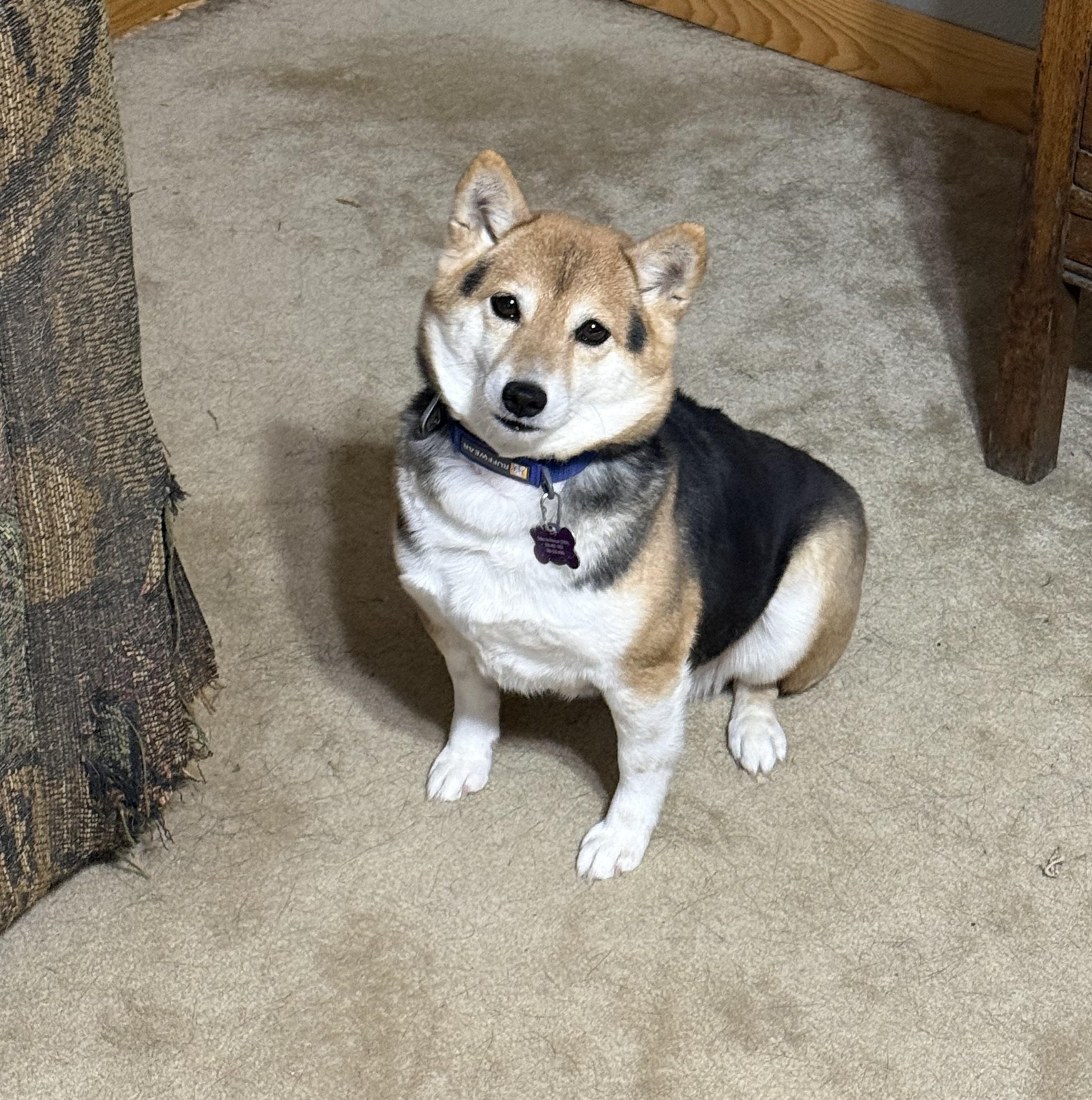 Holly, a ADOPTABLE Shiba Inu in Davenport, IA image 6/6