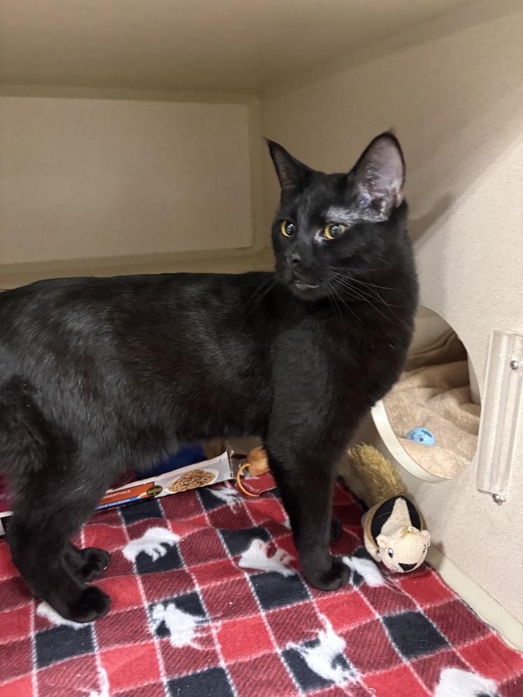 Heath, a Adoptable Domestic Short Hair in Rochester, IN image 2/2