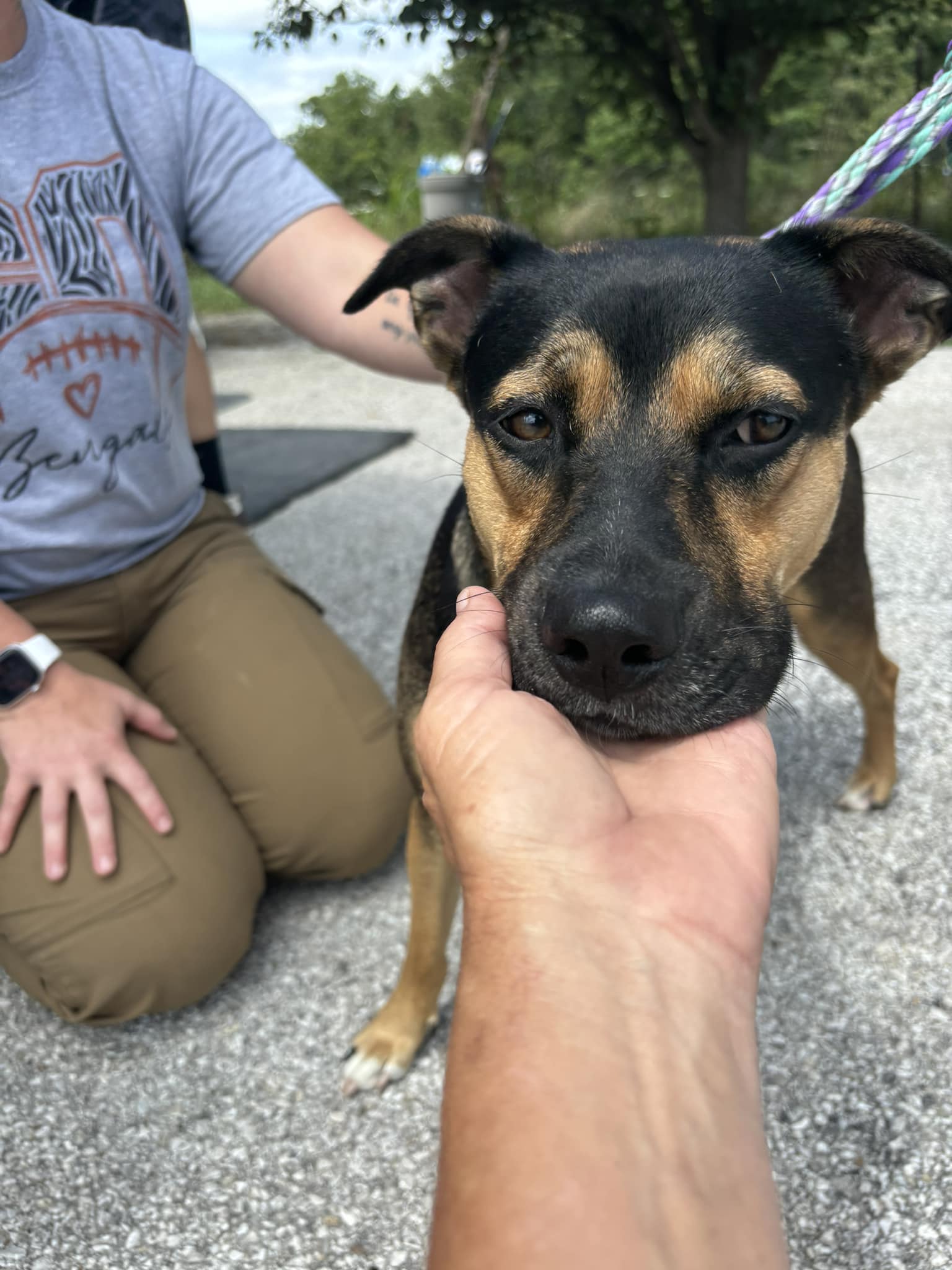 Enlarge Sassy, a Adoptable Mixed Breed in Brooksville, KY image 1/1