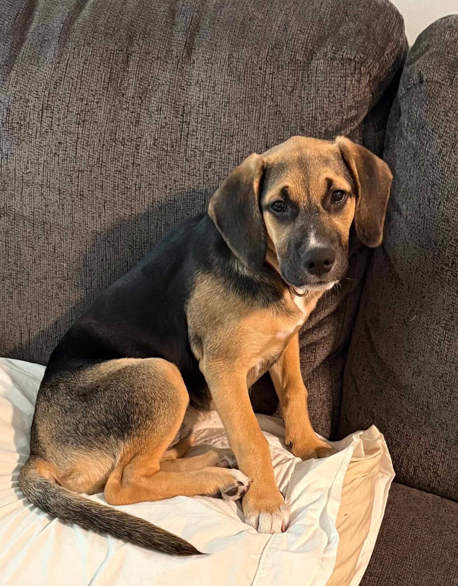 Sally, Adoptable, Young Female Golden Retriever.