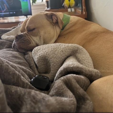 Asha, a Adoptable mixed breed in Tarzana, CA image 4/6