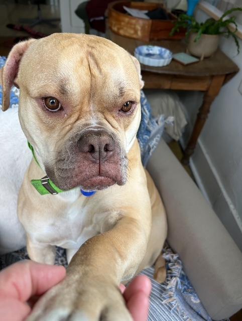 Asha, a Adoptable mixed breed in Tarzana, CA image 5/6