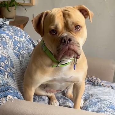 Asha, Adoptable, Young Female American Bulldog.