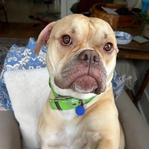 Asha, a Adoptable mixed breed in Tarzana, CA image 6/6