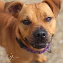 Enlarge Lois, a ADOPTABLE mixed breed in Watertown, CT image 2/3