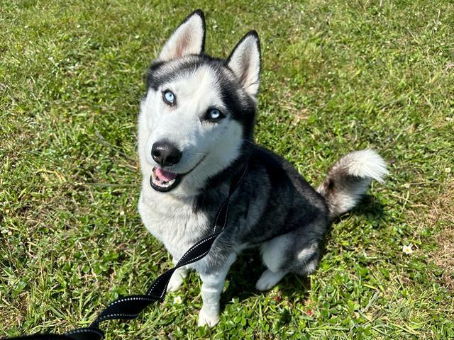 MIKE, Adoptable, Adult Male Siberian Husky.