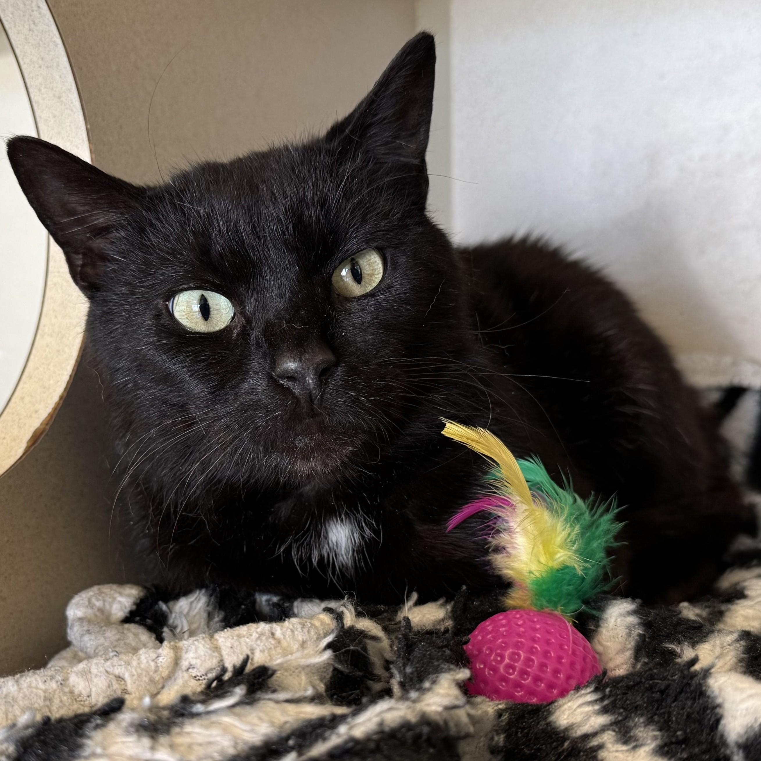 Enlarge Carmi, an adoptable Domestic Short Hair in Eatontown, NJ image 2/6