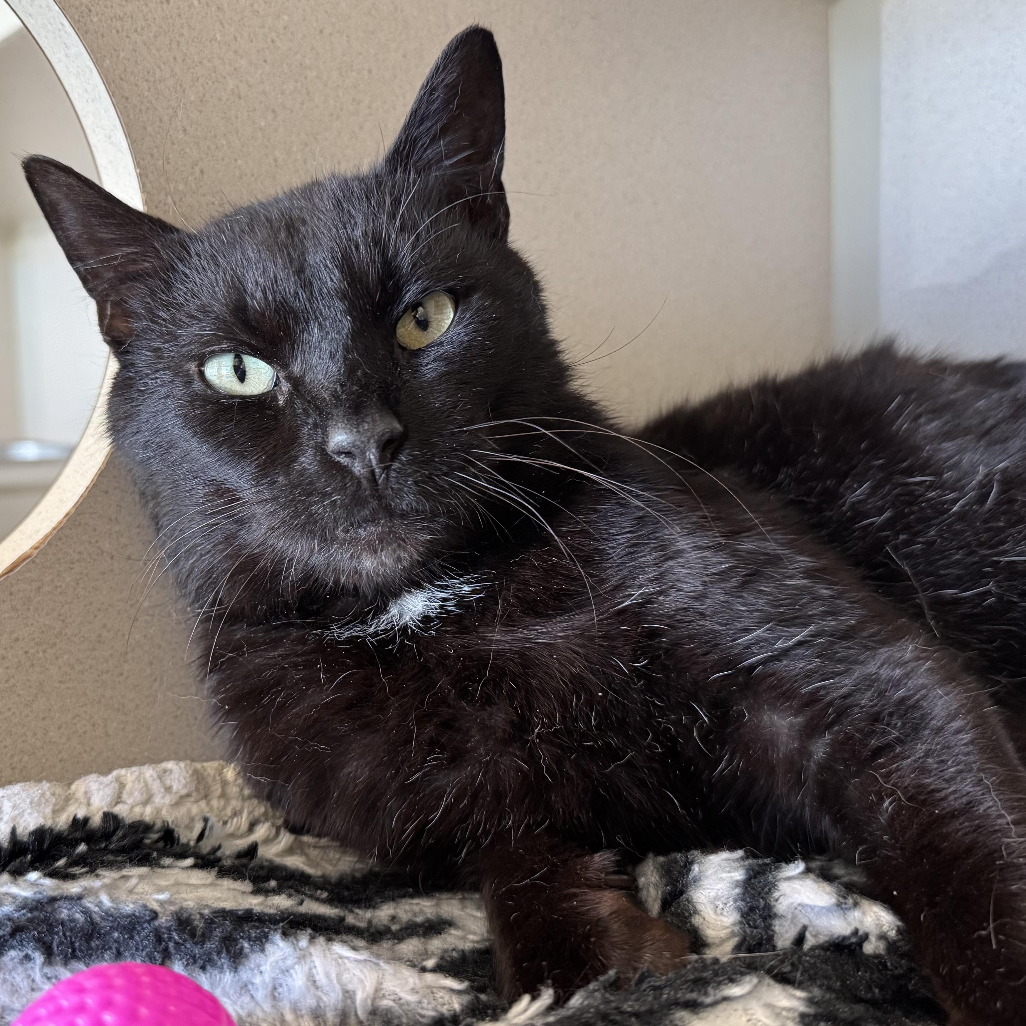 Enlarge Carmi, an adoptable Domestic Short Hair in Eatontown, NJ image 5/6