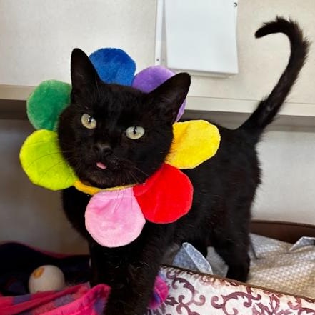 Enlarge Carmi, an adoptable Domestic Short Hair in Eatontown, NJ image 1/6