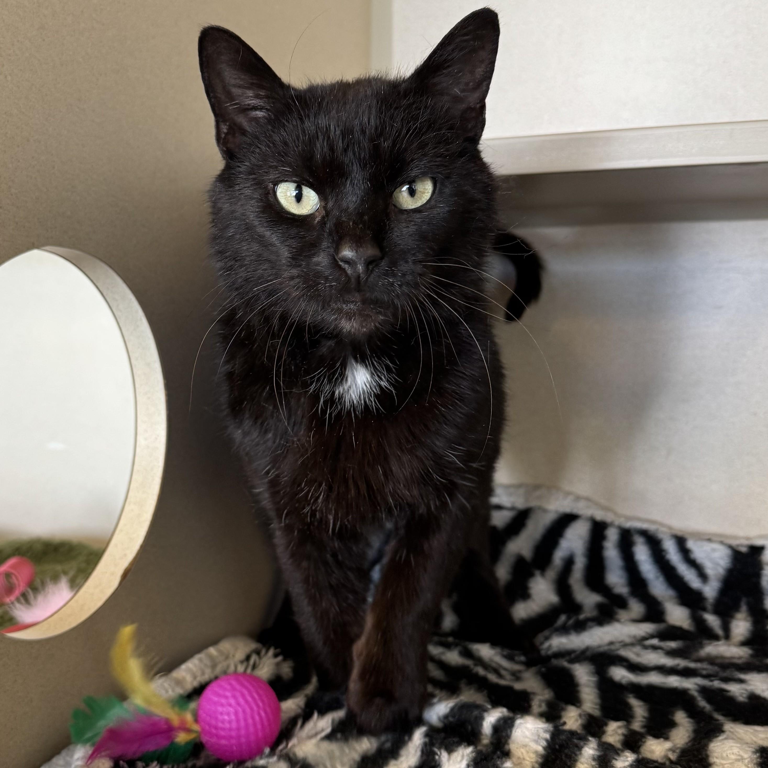 Enlarge Carmi, an adoptable Domestic Short Hair in Eatontown, NJ image 4/6