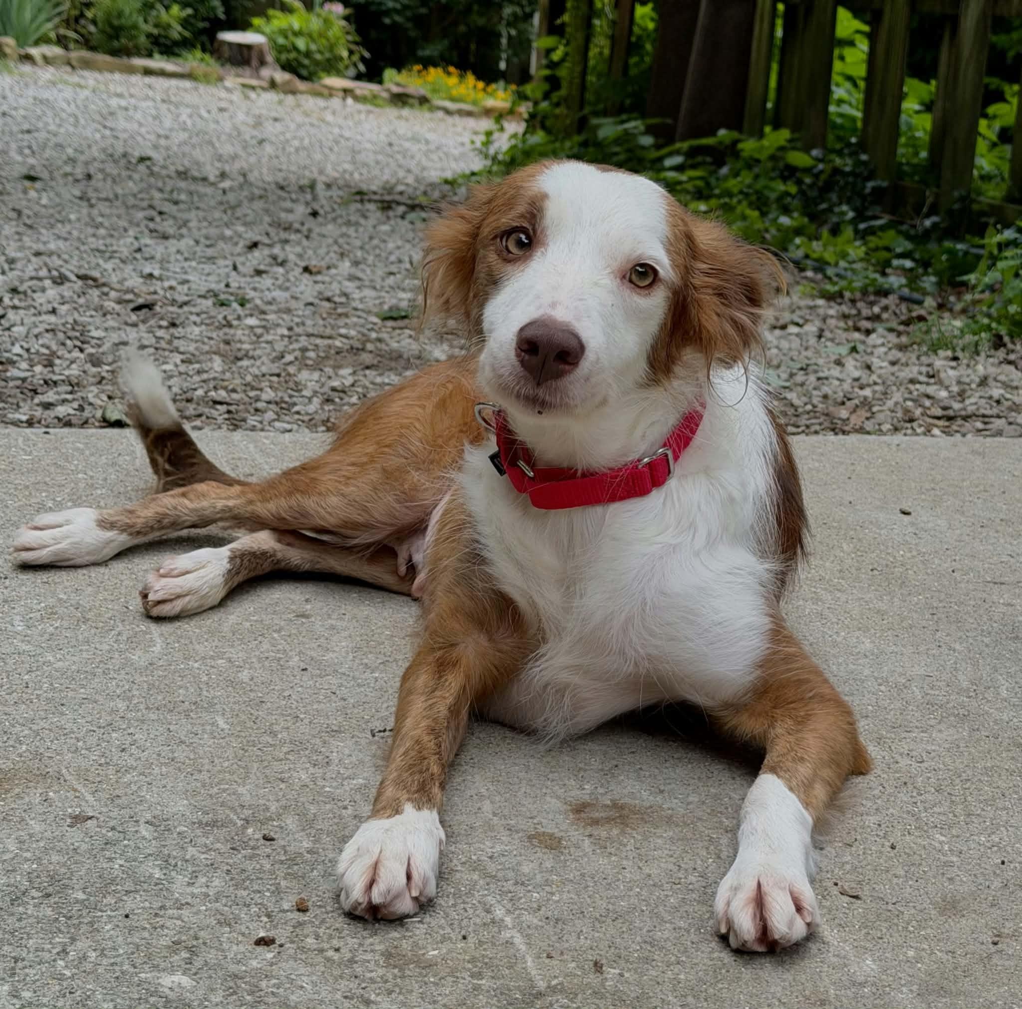 Enlarge Rue, a Adopted Border Collie in Seymour, IN image 3/4