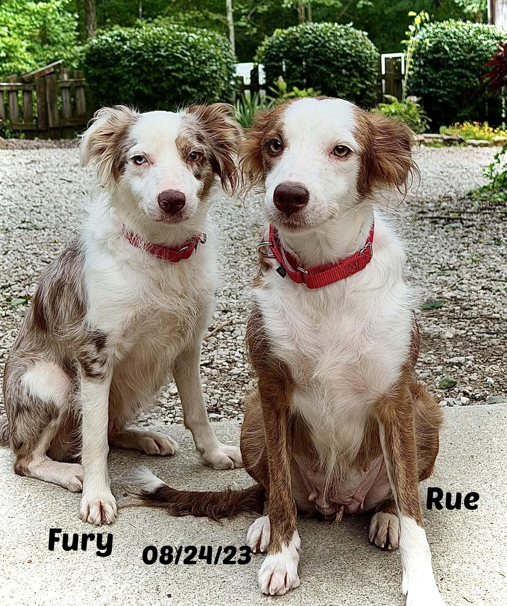 Rue, Adopted, Young Female Border Collie.