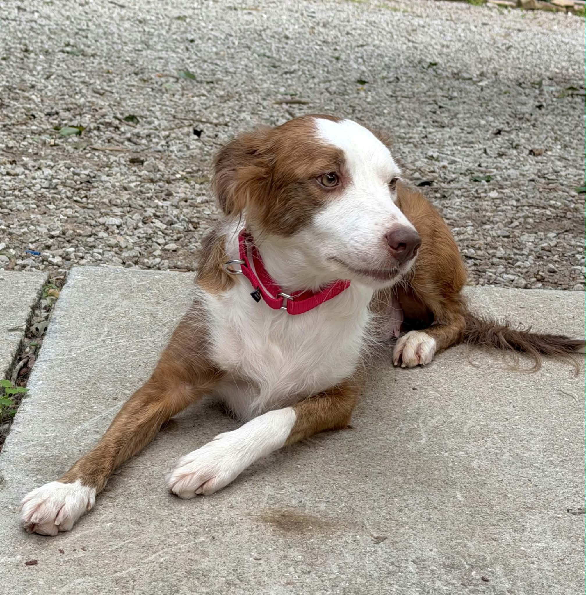 Enlarge Rue, a Adopted Border Collie in Seymour, IN image 2/4