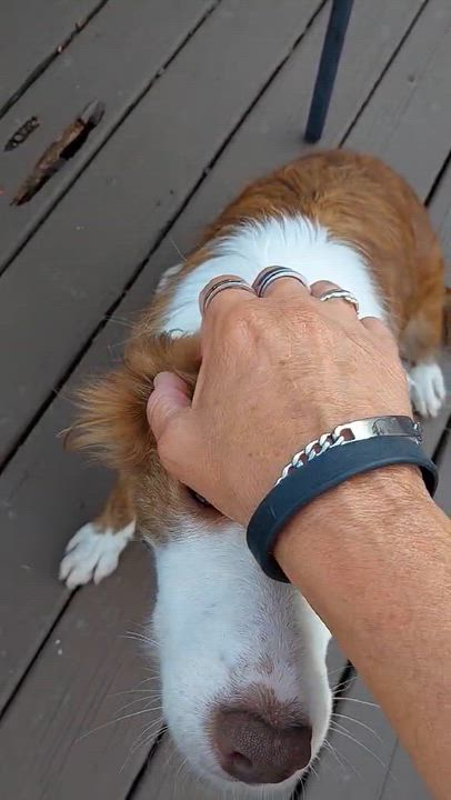 Enlarge Rue, a Adopted Border Collie in Seymour, IN video 4/4