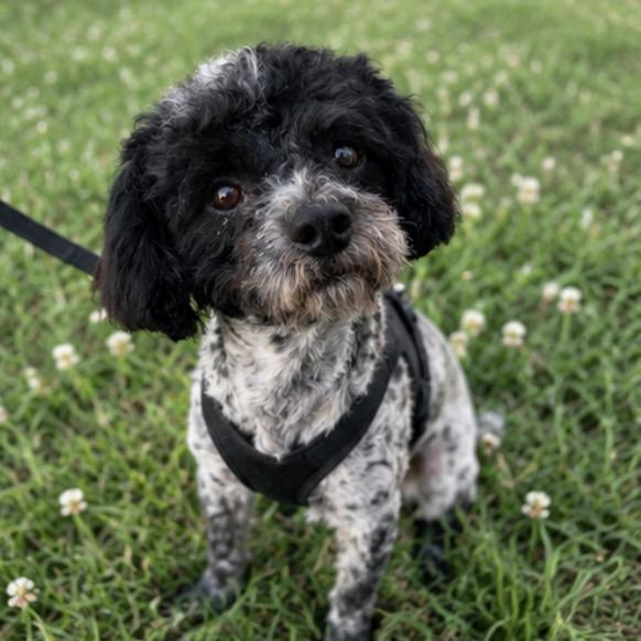 Blueberry Finn, ADOPTABLE, Adult Male Shih poo.