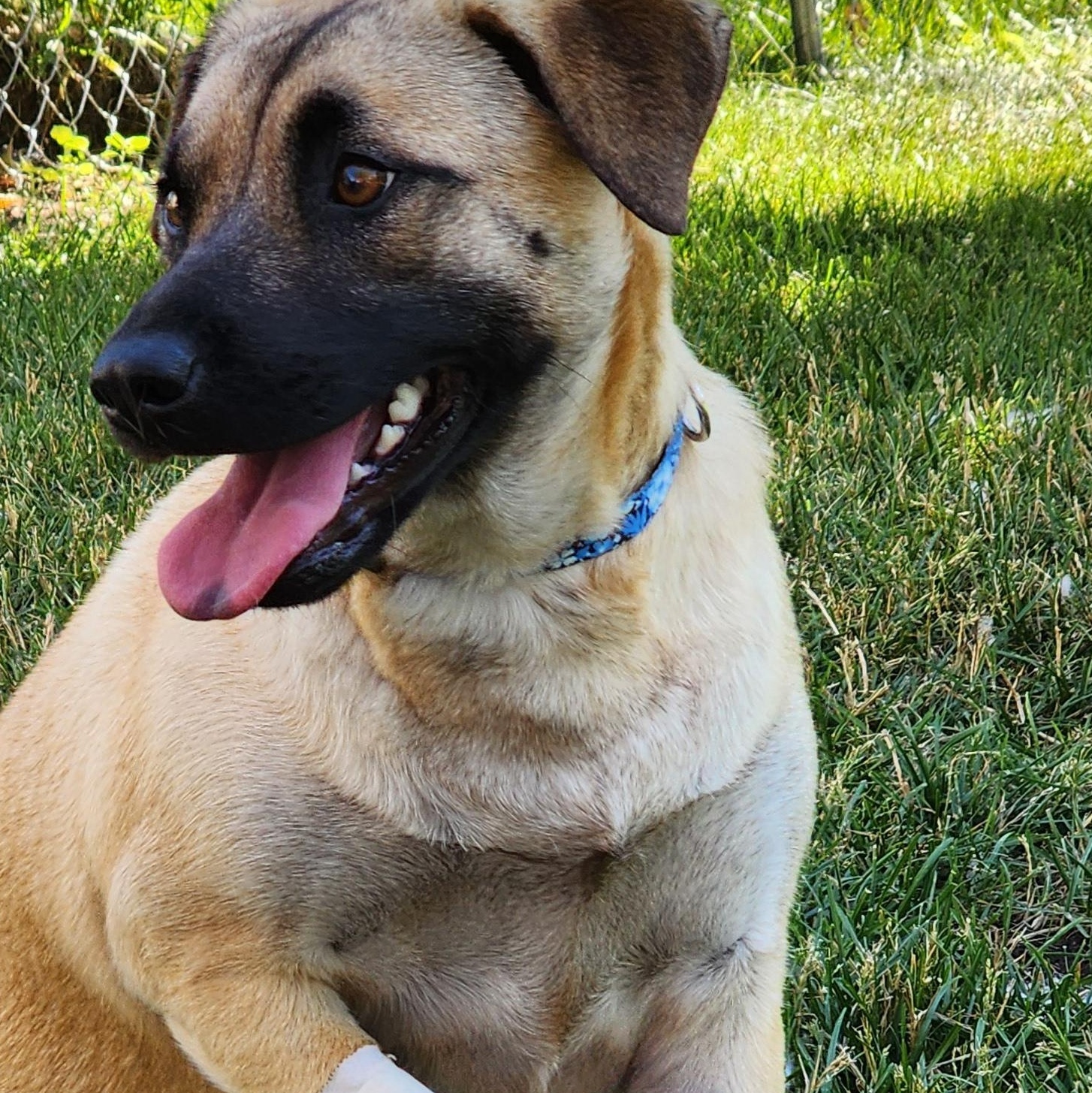 Kendall, a Adoptable mixed breed in Carpentersville, IL image 3/4