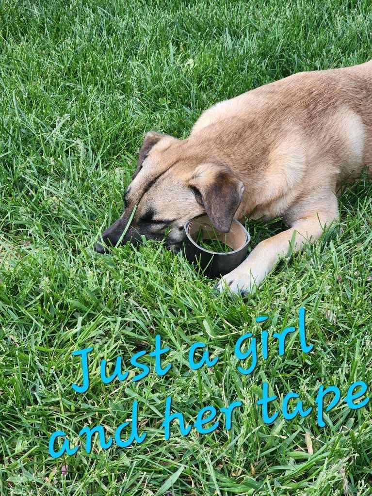 Kendall, a Adoptable mixed breed in Carpentersville, IL image 4/4