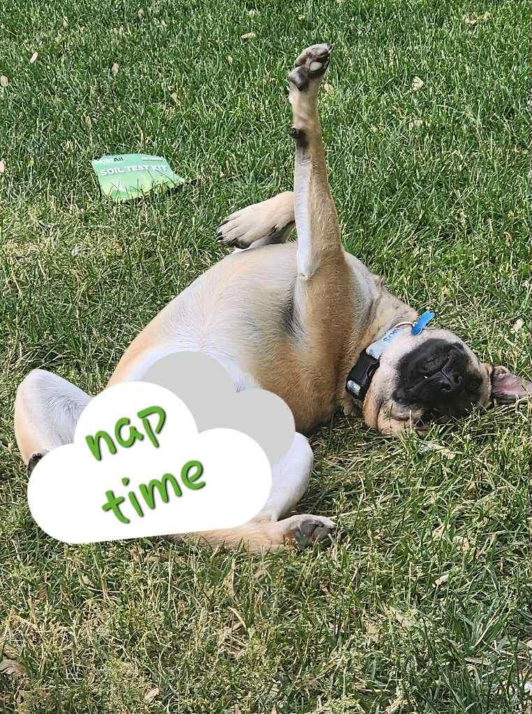 Kendall, a Adoptable mixed breed in Carpentersville, IL image 2/4