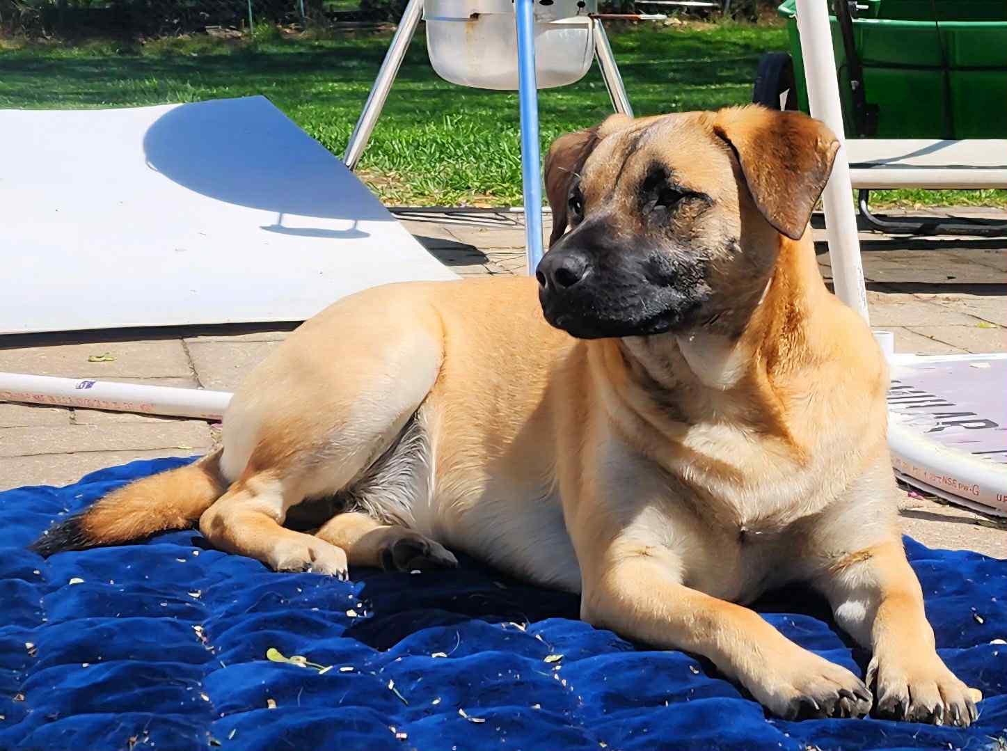 Kendall, a Adoptable mixed breed in Carpentersville, IL image 1/4