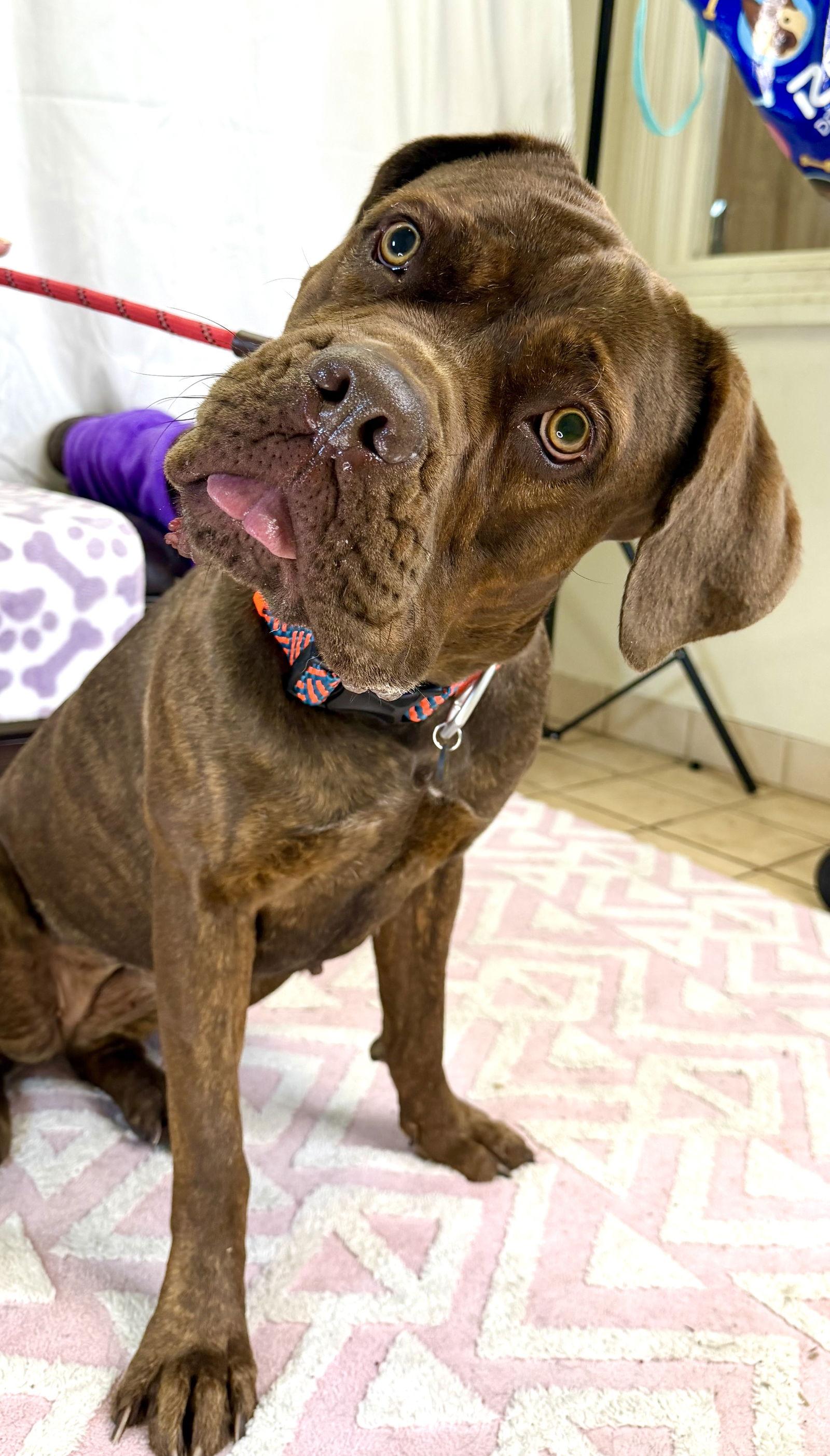 Enlarge Dixie, a Adoptable Dogue de Bordeaux in Glendale, AZ image 1/3