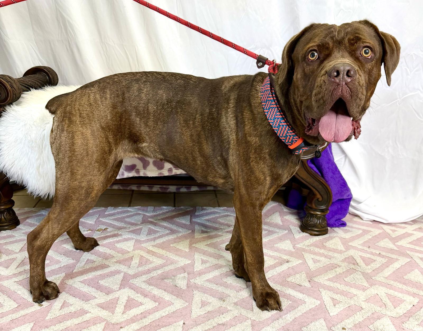 Enlarge Dixie, a Adoptable Dogue de Bordeaux in Glendale, AZ image 2/3