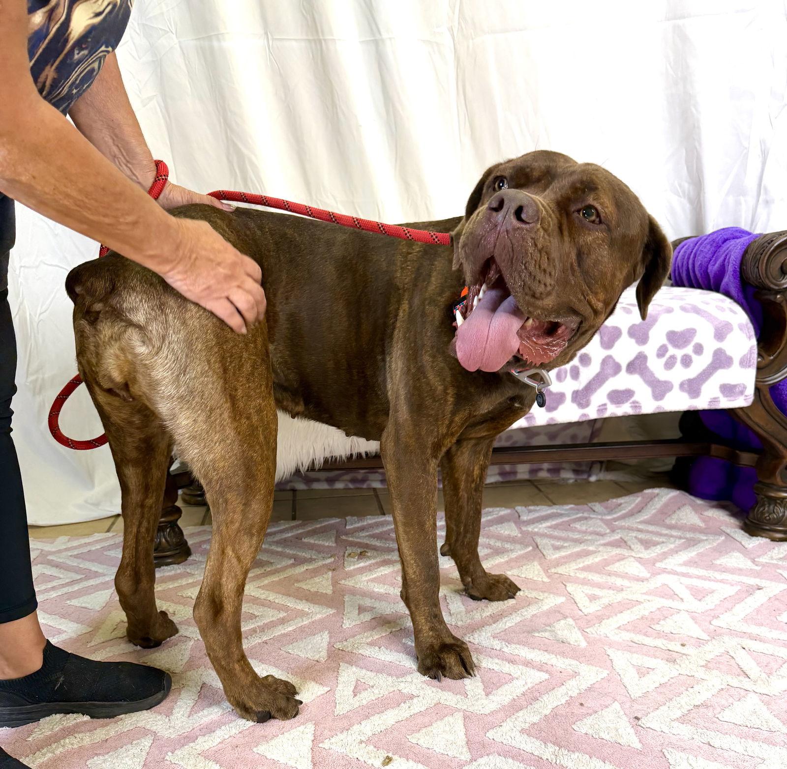 Enlarge Dixie, a Adoptable Dogue de Bordeaux in Glendale, AZ image 3/3