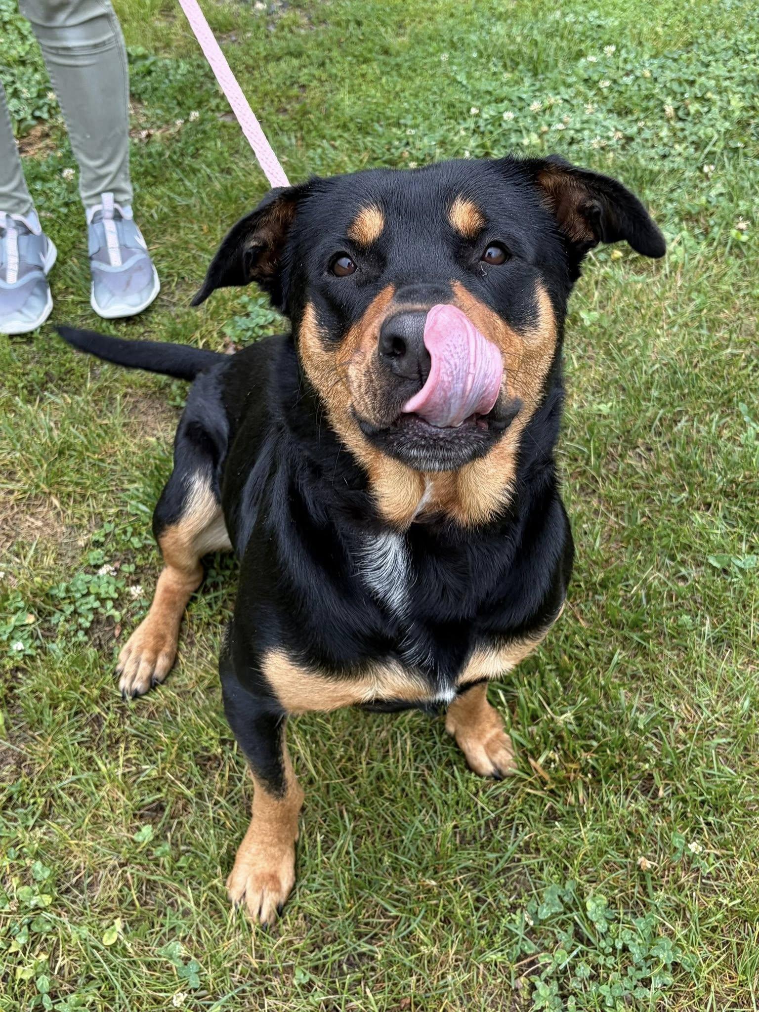 Enlarge Stella, an adoptable mixed breed in Winchester, VA image 5/5